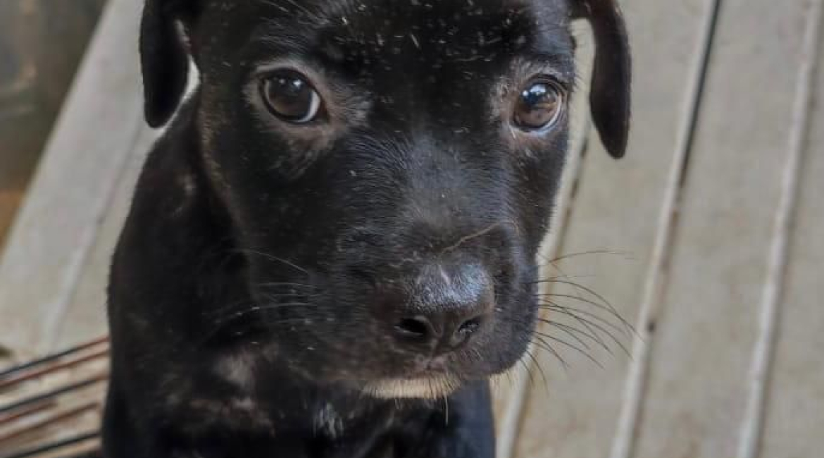 Chiens à adopter